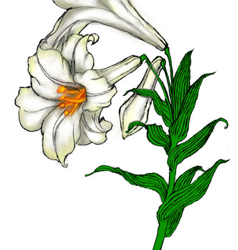 彩繪百合花