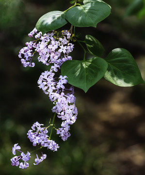 丁香花