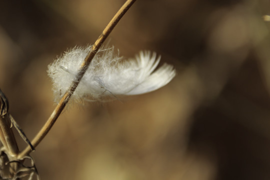 风中羽毛