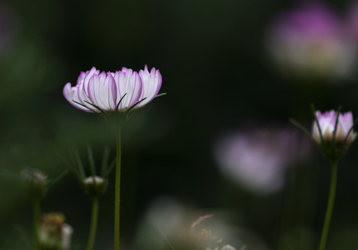 秋英花