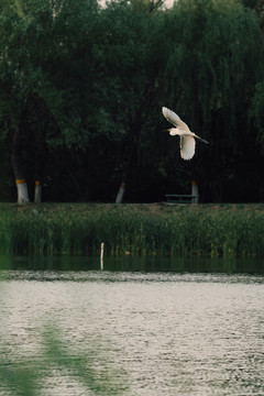 飞翔的白天鹅