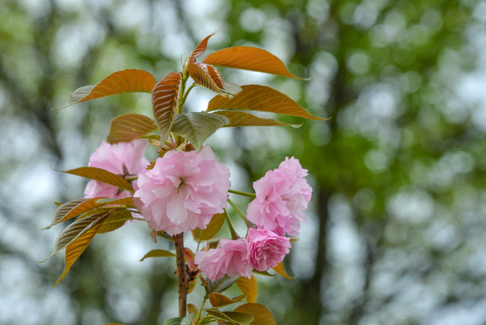 樱花