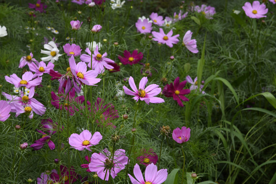 雏菊