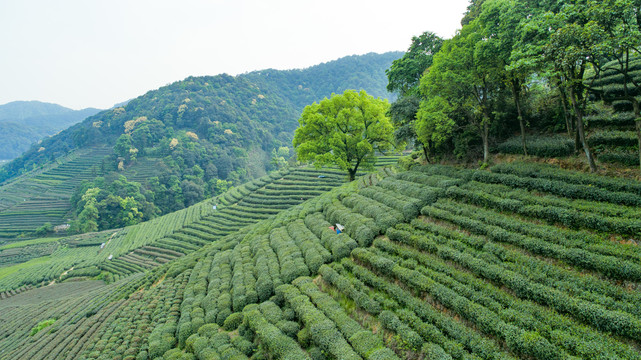 梯田茶园