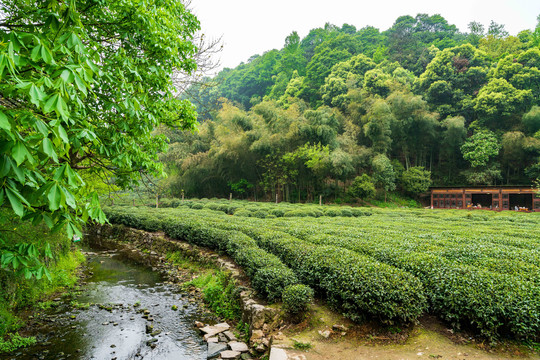 茶叶茶园