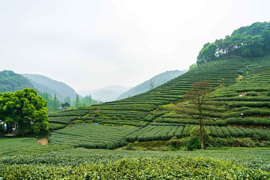 茶叶茶山