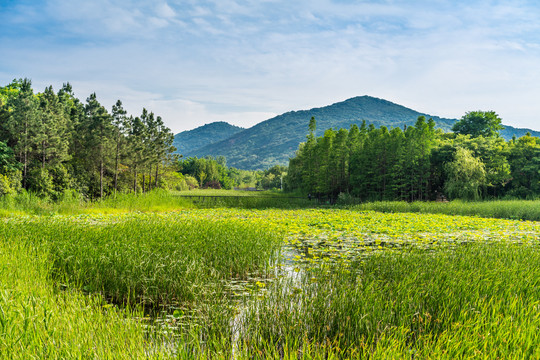 无锡太湖蠡园湿地的风景
