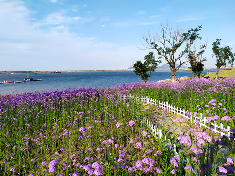 海边紫花花园