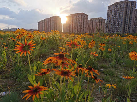 都市花海