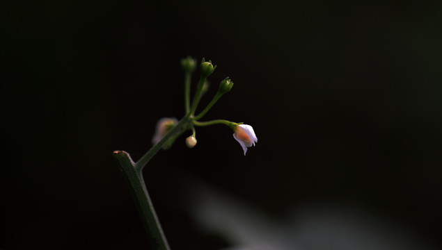 白色野花特写