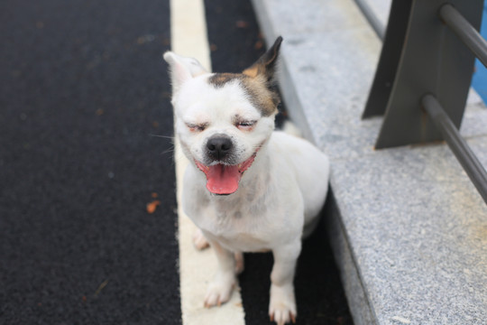 狗