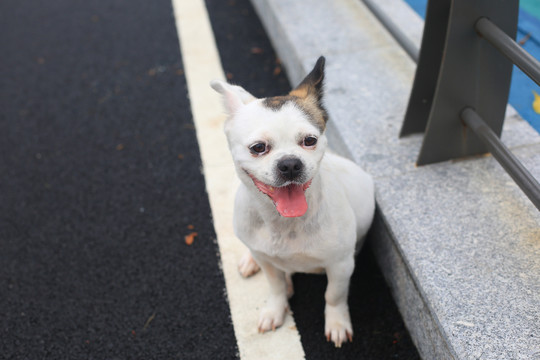 狗
