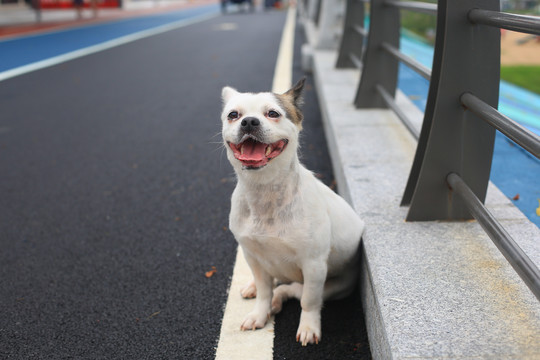 狗