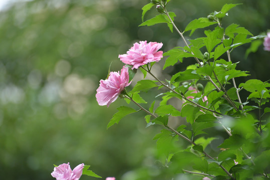 木槿花