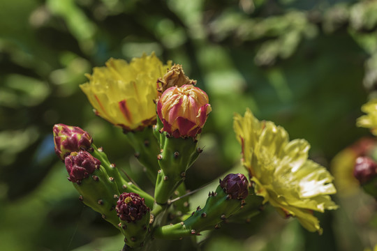 仙人掌花与花蕾