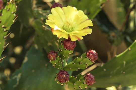 开花的仙人掌与花蕾