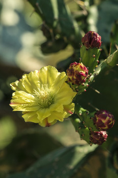 开花的仙人掌花与花蕾