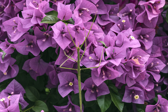 三角梅花上的竹节虫