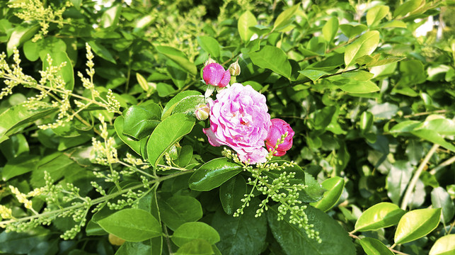绿色丛中的几朵粉玫瑰的特写