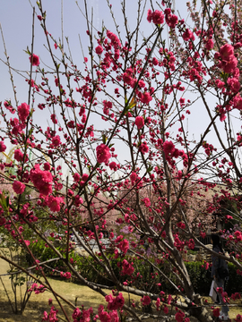 千叶桃花