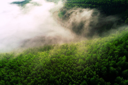 茂密绿色林海云雾
