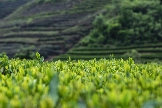 茶叶