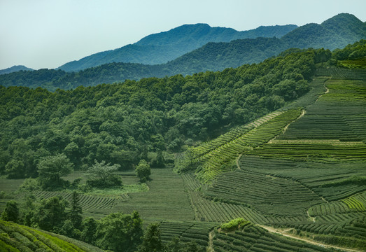 茶园茶山