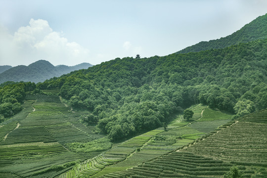 茶园茶山