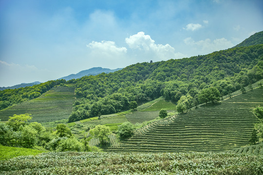 茶叶茶山