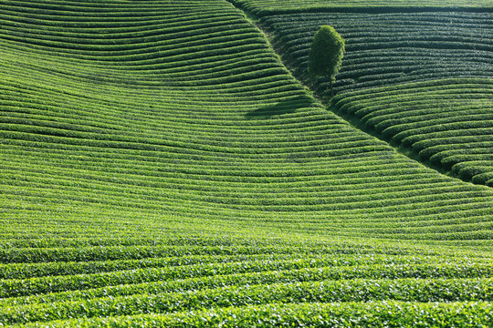 茶园茶山