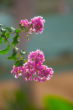 紫薇花特写