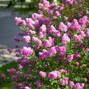 紫薇花特写