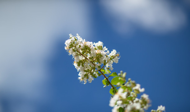 紫薇花