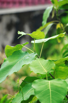 菩提树苗