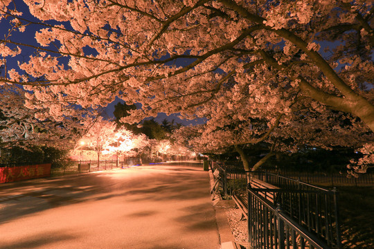 樱花大道