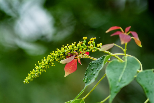 乌桕花