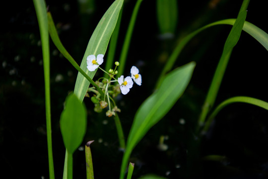 茨菇花