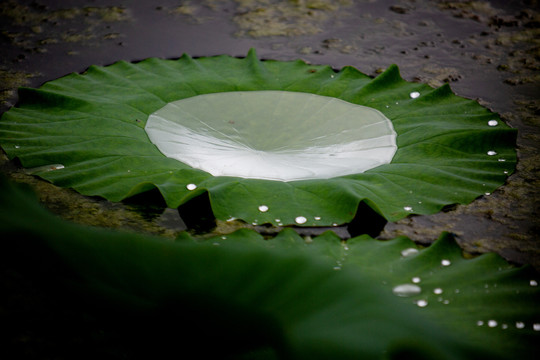 水珠荷叶