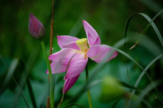 荷花