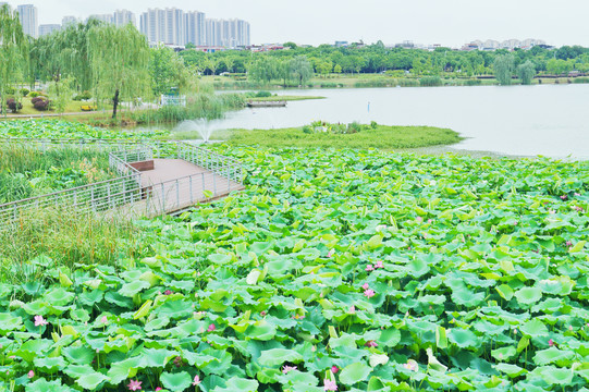 江宁九龙湖商圈