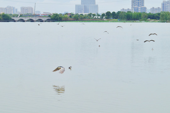 南京江宁九龙湖