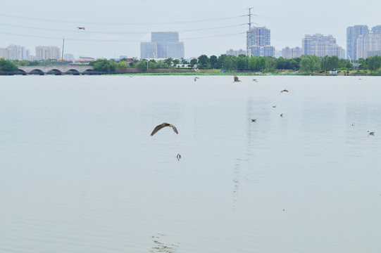 江宁九龙湖商圈