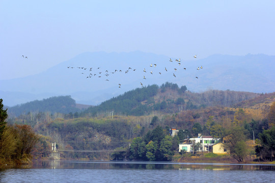 龙湖候鸟OP