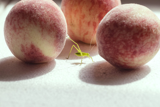 逆光下栖息在桃子上的蝈蝈