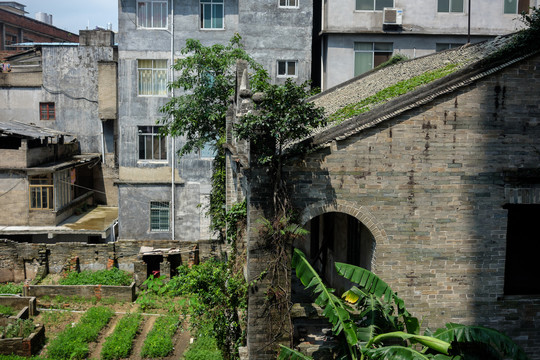 城市里榕树龟背竹植物覆盖的房子