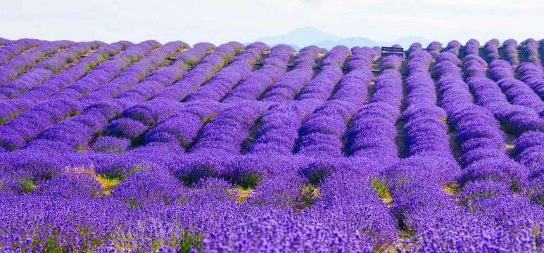 薰衣草花海