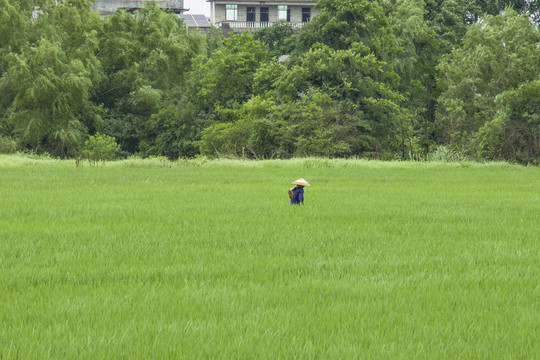 稻田