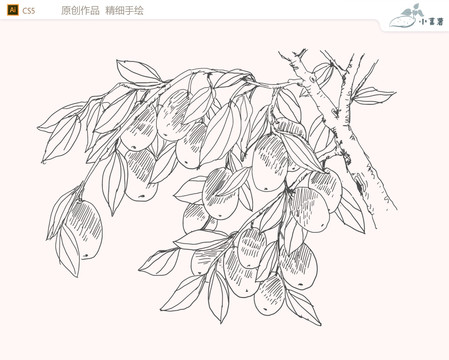 棗園棗樹木棗果青棗