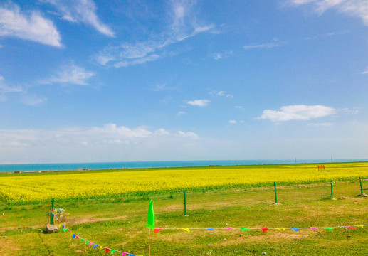 青海湖油菜花