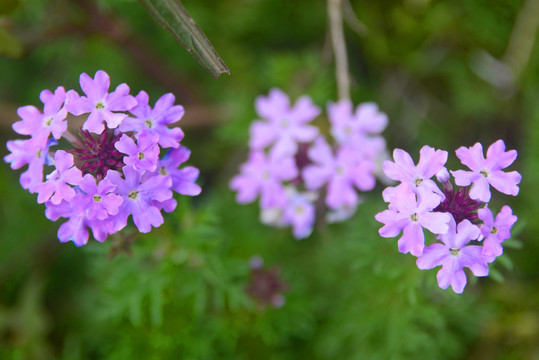 郊野草地紫色马鞭花